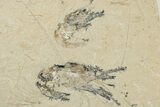 Five Cretaceous Fossil Shrimp - Hjoula, Lebanon #200694-1